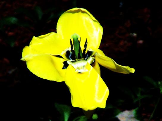 Flower